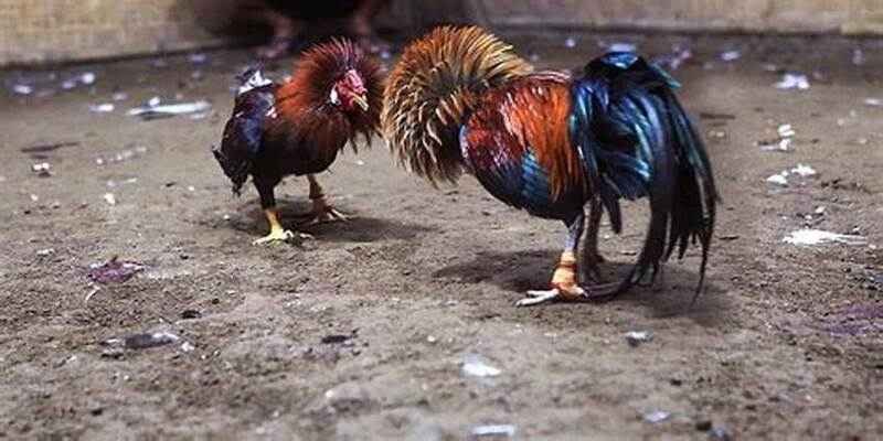 Liệt kê các loại cược đá gà 7club nổi bật nhất