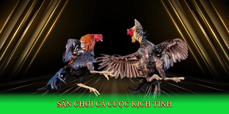 Sân chơi cá cược dành cho những tín đồ đam mê kịch tính