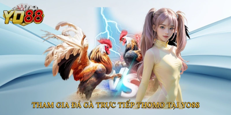 Tham gia đá gà trực tiếp Thomo tại Yo88